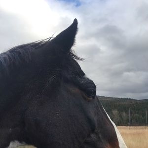 Not selling anything, but need to buy things